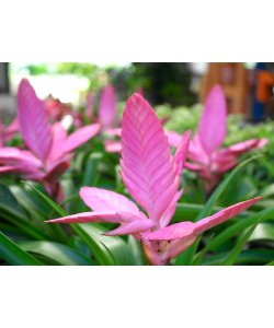 Bromelia Tillandsia 'Antonio' pink