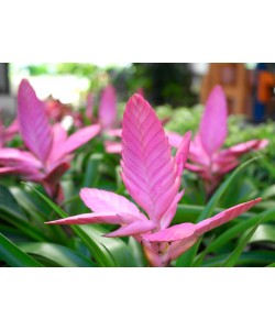 Bromelia Tillandsia 'Antonio' pink