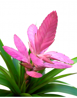 Bromelia Tillandsia 'Antonio' pink