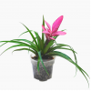 Bromelia Tillandsia 'Antonio' pink