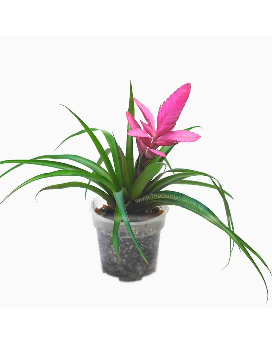 Bromelia Tillandsia Bromelia Plant