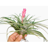 Tillandsia Cotton Candy Airplant