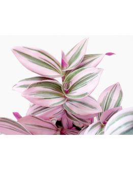 Tradescantia albiflora ‘Nanouk’ Purple 油画婚礼