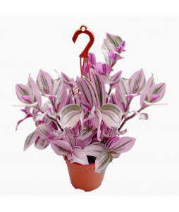 Tradescantia albiflora Nanouk Purple 油画婚礼