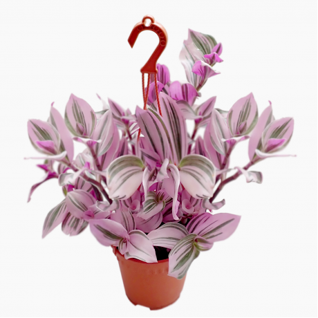 Tradescantia albiflora ‘Nanouk’ Purple 油画婚礼