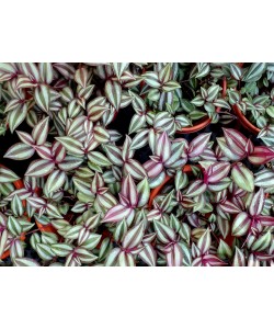 Tradescantia Zebrina Purple Hanging