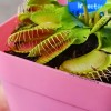 Venus Fly Trap