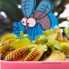 Venus Fly Trap