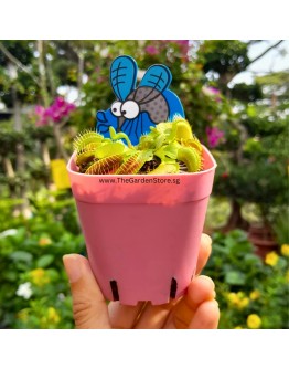 Venus Fly Trap