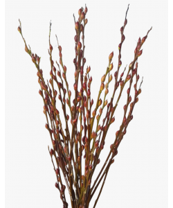 Pussy Willow Unpeeled 银柳 (12 Stems per Bundle)