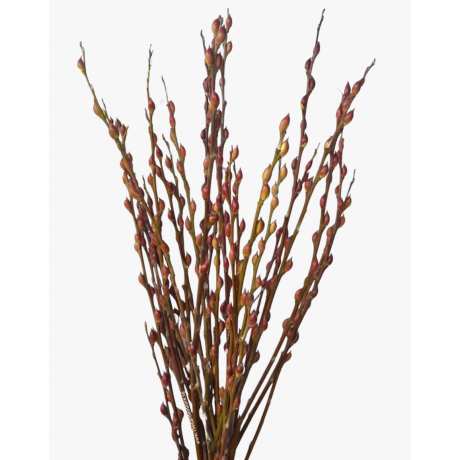 Pussy Willow Unpeeled 银柳 (12 Stems per Bundle)