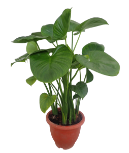 Homalomena expedita Water Alocasia