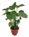 Homalomena expedita Water Alocasia