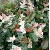 Trachelospermum Jasminoides 花叶络石 White-Red