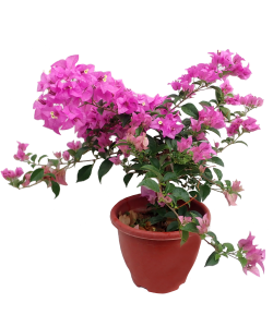 Bougainvillea 九重葛 