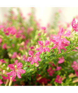 Cuphea Purple 细叶雪茄花