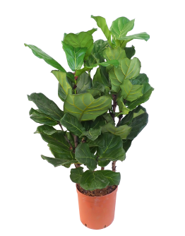 Ficus Lyrata Bushy Tall Fiddle Leaf Fig