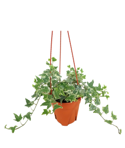 Hedera English Ivy Hanging