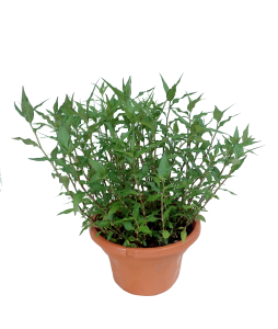 Laksa Leaf Potted Plant
