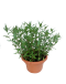 Laksa Leaf Potted Plant