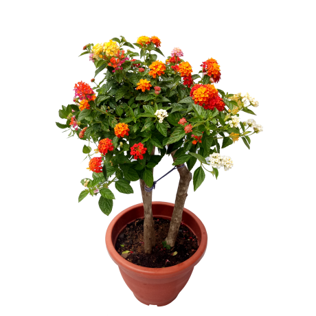 Lantana Grafted