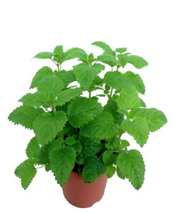 Lemon Balm Potted Herbs