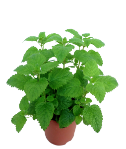 Lemon Balm Potted Herbs