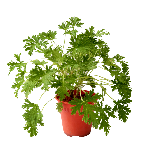 Pelargonium Mosquito Plant Citronella 驱蚊草 Potted Herbs