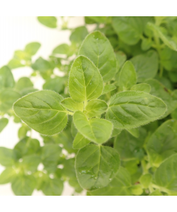 Oregano 皮萨草 Potted Herbs