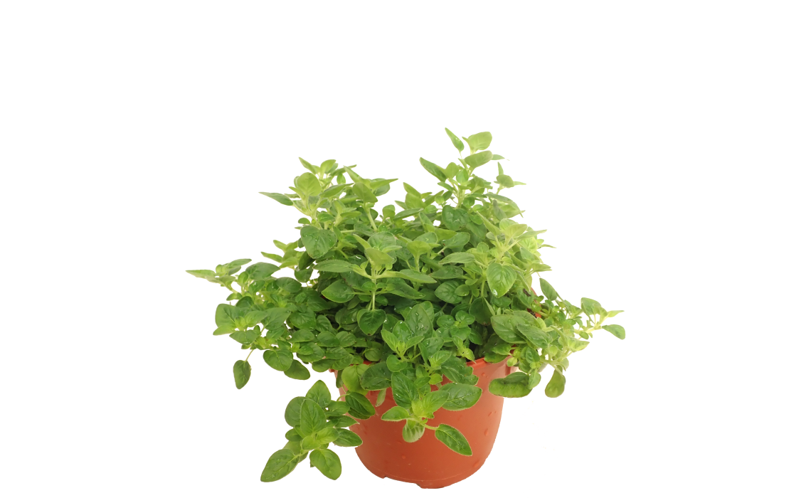 Oregano: How to Grow, Dry, and Use This Herb in Singapore