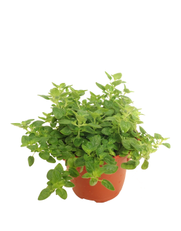 Oregano 皮萨草 Potted Herbs