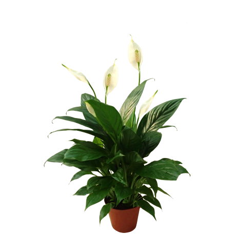 Peace Lily Spathiphyllum