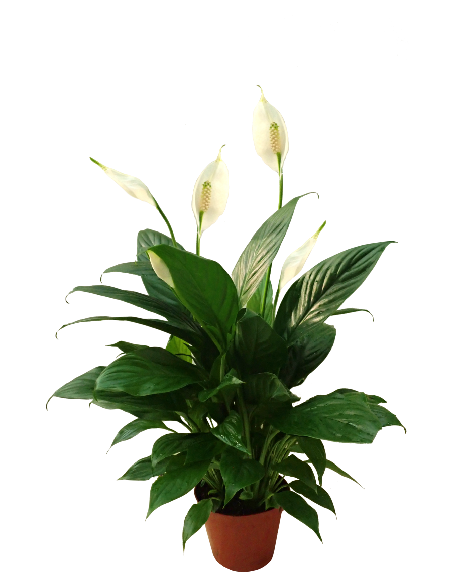 peace lily spathiphyllum