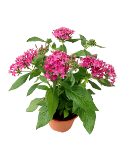 Pentas lanceolata Pentas Flowers Potted Plant