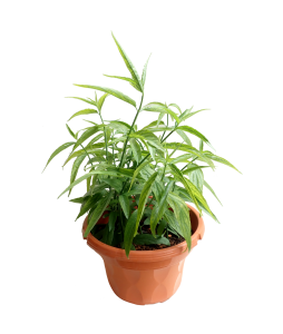 Sabah Snake Grass 优遁草