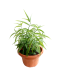 Sabah Snake Grass 优遁草