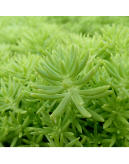 Sedum Gold Mound