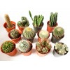 Assorted Mini Cactus