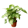 Syngonium White Butterfly