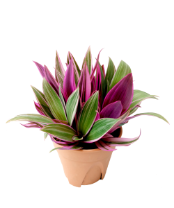 Rhoeo Spathacea Purple