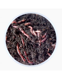 Earthworms 50g Live Earthworms for Gardening with Peat soil.