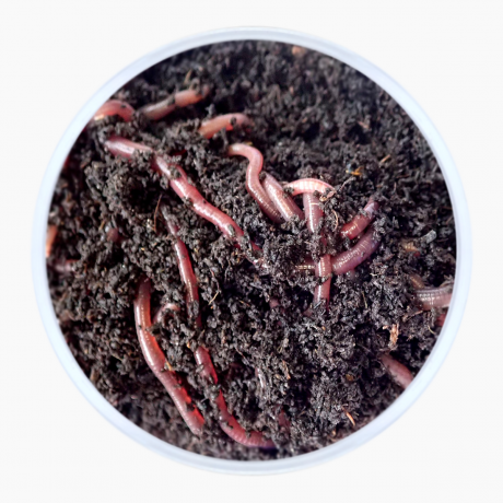 Earthworms 50g Live Earthworms for Gardening with Peat soil.