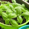 Sweet Basil Seeds by HORTI 