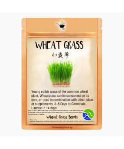 Wheatgrass Seeds by BlueAcres