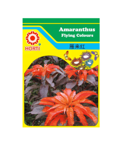 Amaranthus Flying Colours 雁来红 Seeds By HORTI