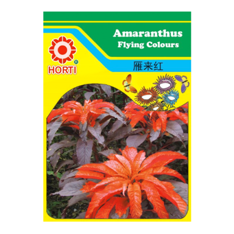 Amaranthus Flying Colours 雁来红 Seeds By HORTI