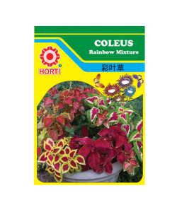 Coleus Rainbow Mix 彩叶草 Seeds By HORTI