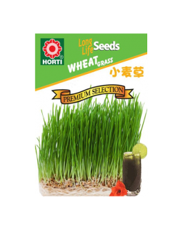 Wheatgrass 小麦草 Seeds By HORTI