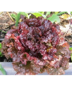 Lettuce 'Maiko' Butterhead Seeds by The Seeds Master (240-360 seeds)