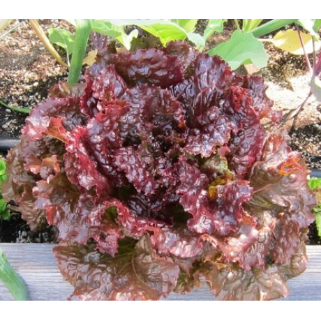 Lettuce 'Maiko' Butterhead Seeds by The Seeds Master (240-360 seeds)